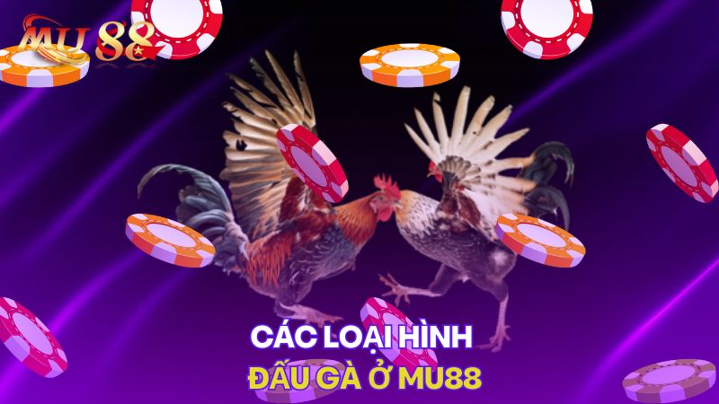 Các loại hình đấu gà ở KUBET