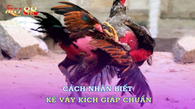 Cách nhận biết kê vảy Kích Giáp chuẩn